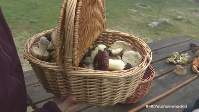 ¿Dónde se pueden coger setas en Madrid?