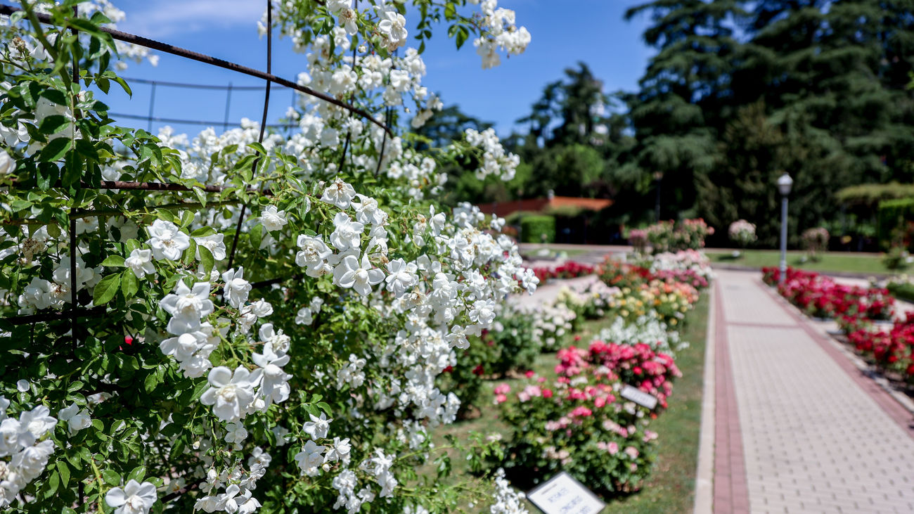 Rosaleda del Parque del Oeste