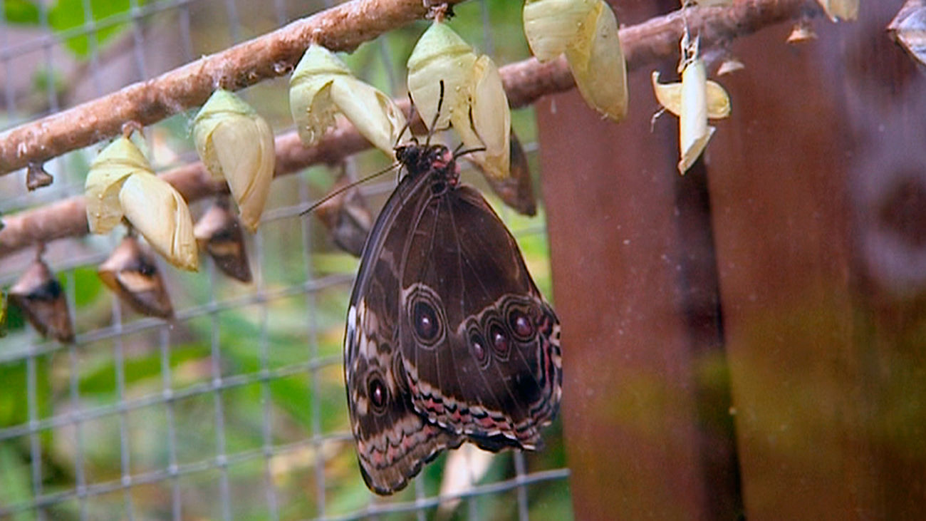 Polilla gigante