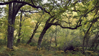 El bosque de las hadas, ruta por el Hayedo de Montejo de la Sierra